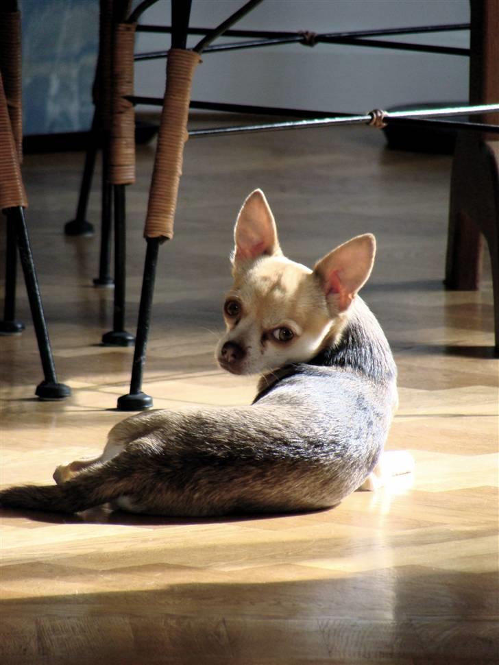 Chihuahua Bailey billede 12