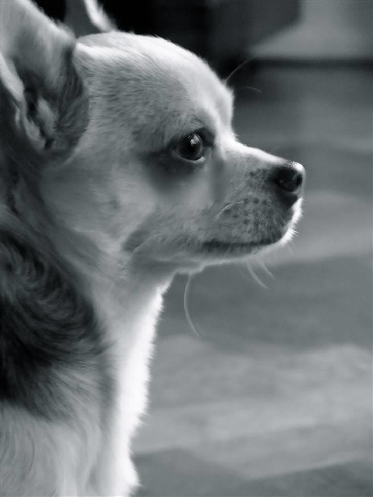 Chihuahua Bailey billede 13