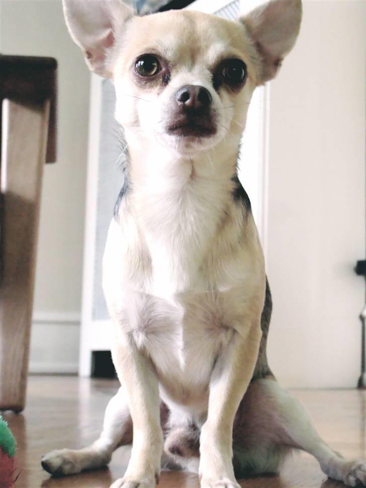 Chihuahua Bailey billede 14