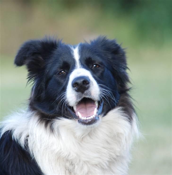 Border collie Mitzy billede 10