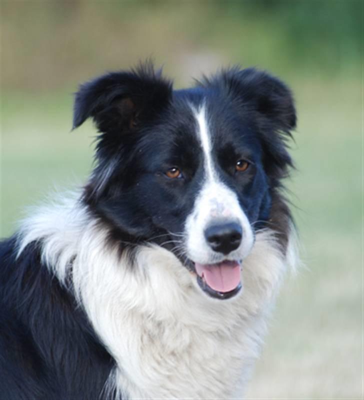 Border collie Mitzy billede 11