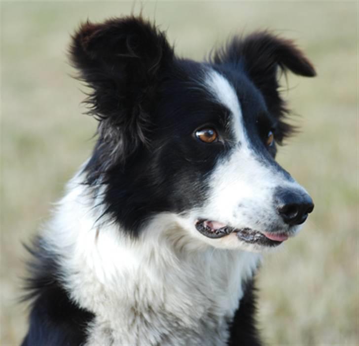 Border collie Maddy † RIP † billede 8