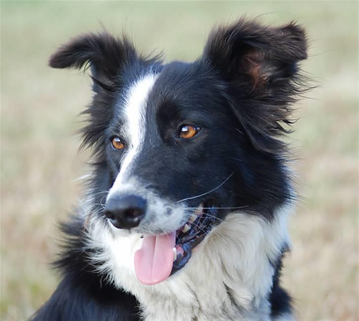 Border collie Maddy † RIP † billede 9