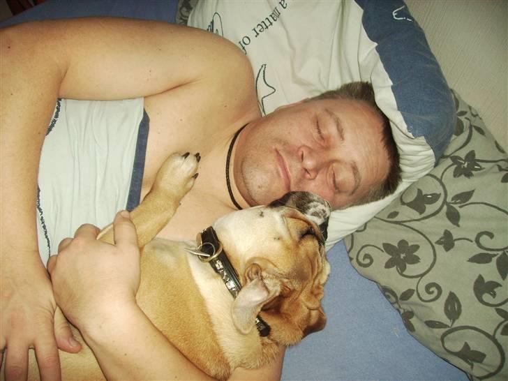 Engelsk bulldog a CHILLI UZI - nu skal jeg sove god nat billede 8