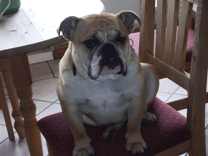 Engelsk bulldog a CHILLI UZI - og her sidder jeg lige og slapper af billede 9