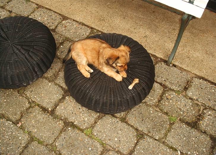 Chihuahua Sir Louis Winston - Louis med mini-kødben :) billede 2