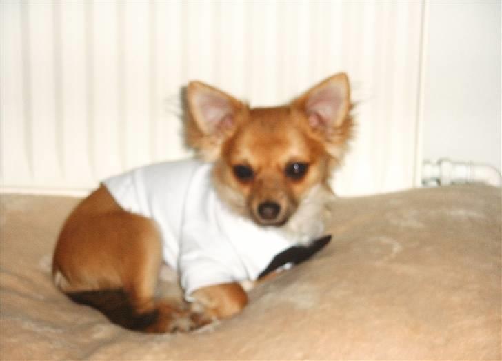 Chihuahua Sir Louis Winston - Heehe:) Louis juleaften :p billede 3