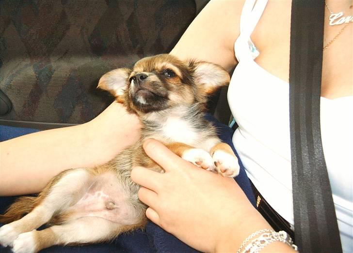 Chihuahua Sir Louis Winston - Den dag vi hentede Louis :) billede 4