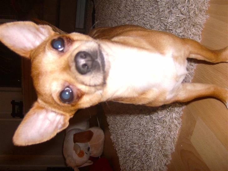 Chihuahua Zigi billede 9