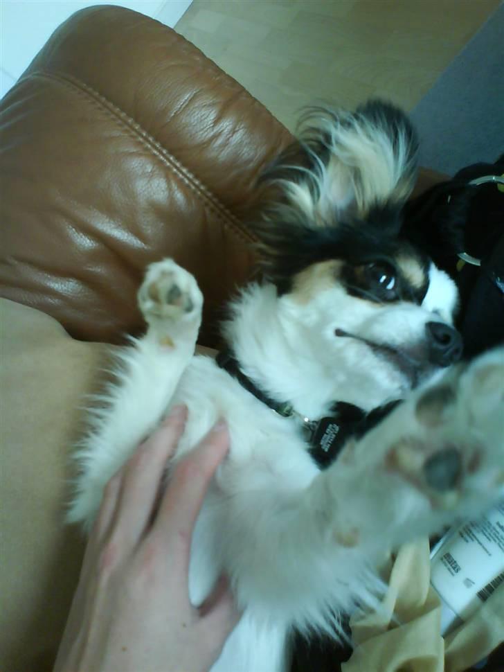 Papillon Balou <3 >Nye Billeder< billede 3