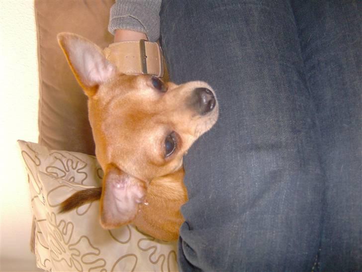 Chihuahua Zigi billede 10