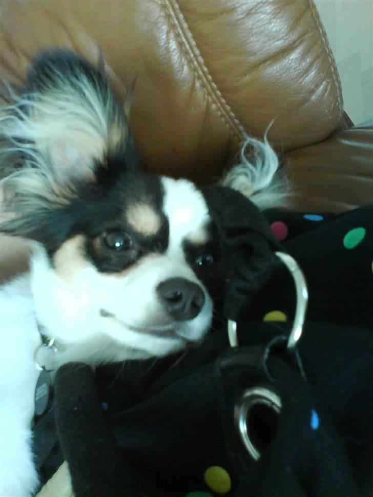 Papillon Balou <3 >Nye Billeder< billede 4