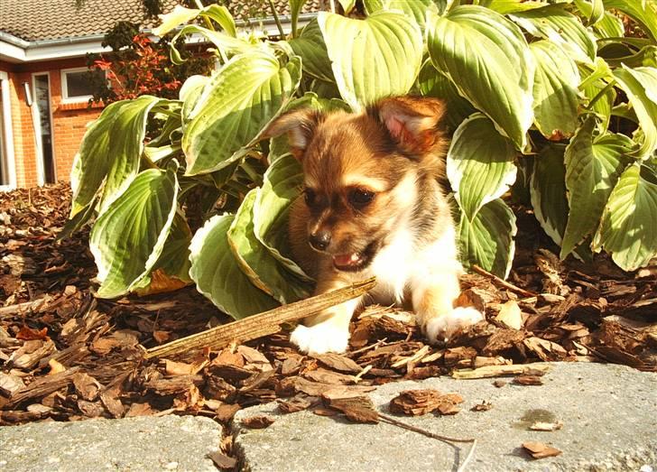 Chihuahua Sir Louis Winston - Louis som lille :) billede 5