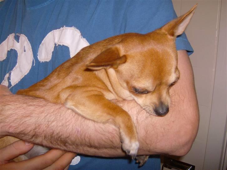 Chihuahua Zigi billede 11