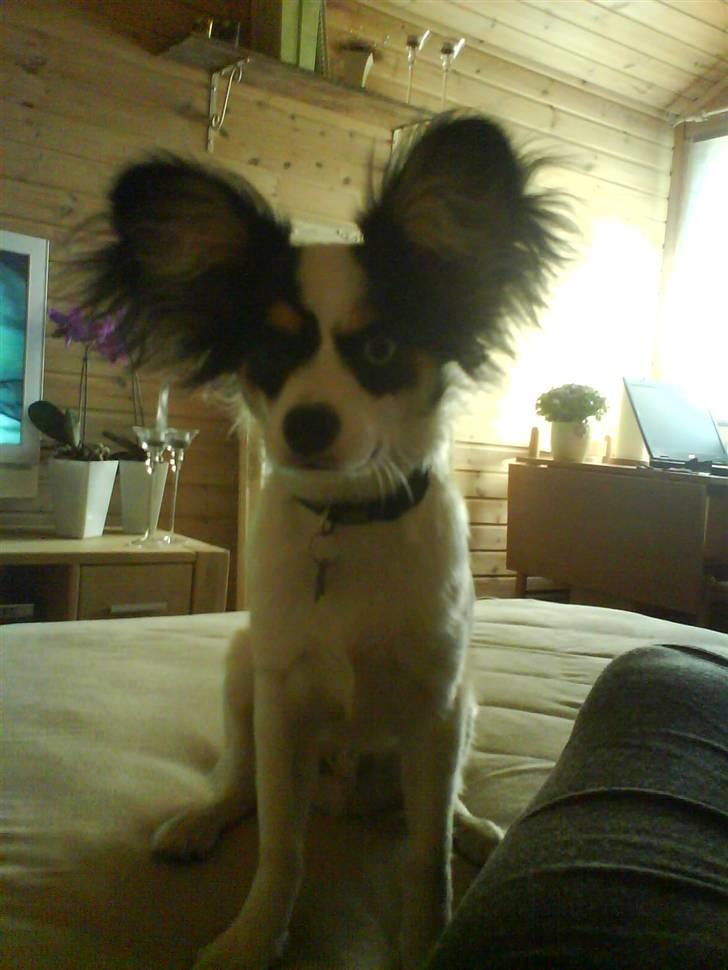 Papillon Balou <3 >Nye Billeder< billede 7