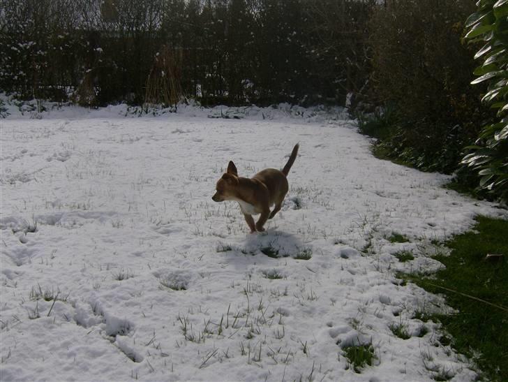 Chihuahua Zigi billede 12