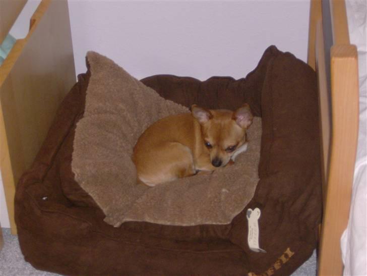 Chihuahua Zigi billede 13