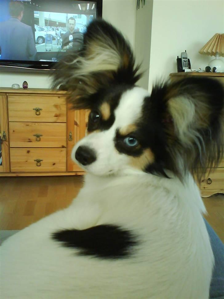 Papillon Balou <3 >Nye Billeder< billede 9
