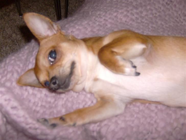 Chihuahua Zigi billede 14