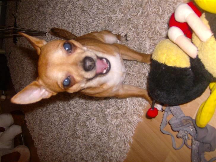 Chihuahua Zigi billede 15