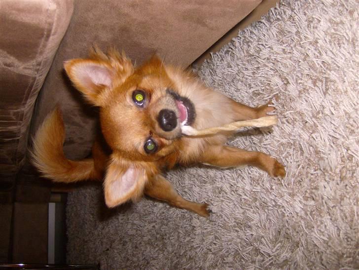 Chihuahua Samson billede 7