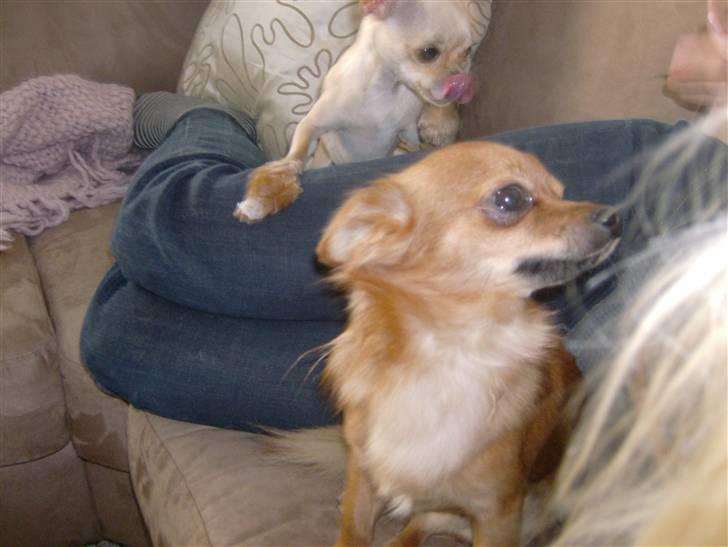 Chihuahua Samson billede 8