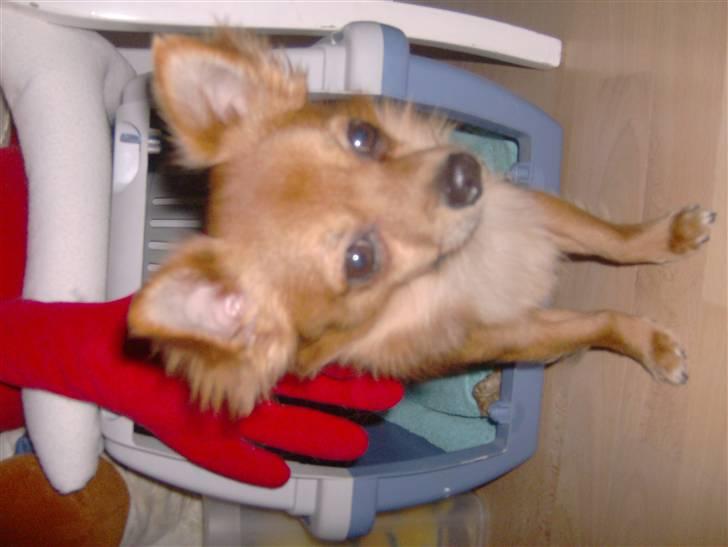 Chihuahua Samson billede 9