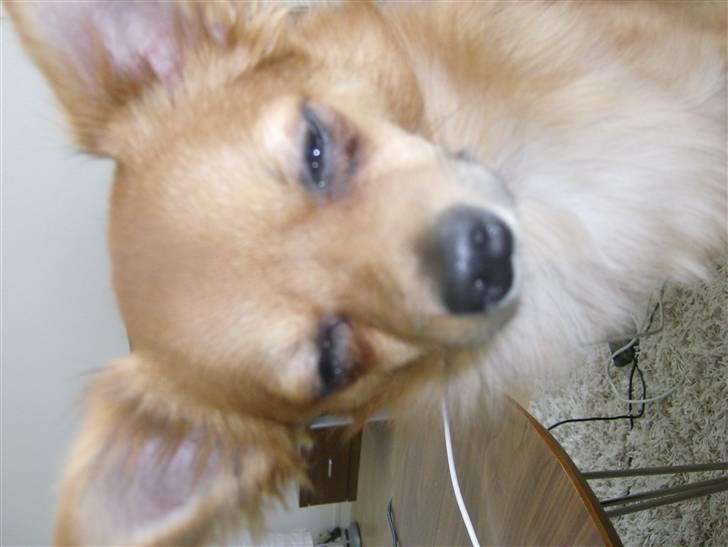 Chihuahua Samson billede 10