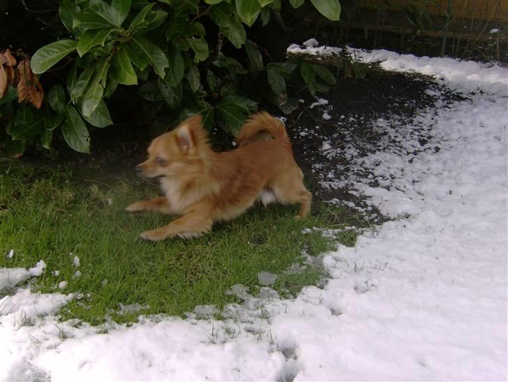 Chihuahua Samson billede 11