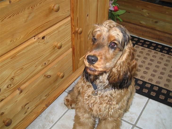 Cocker spaniel Gismo billede 12
