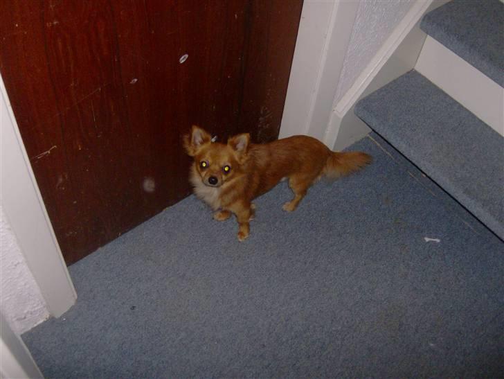 Chihuahua Samson billede 12