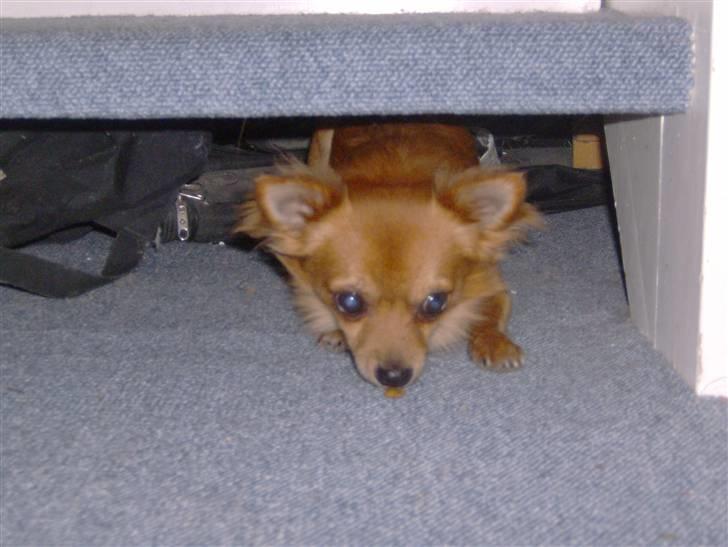 Chihuahua Samson billede 13