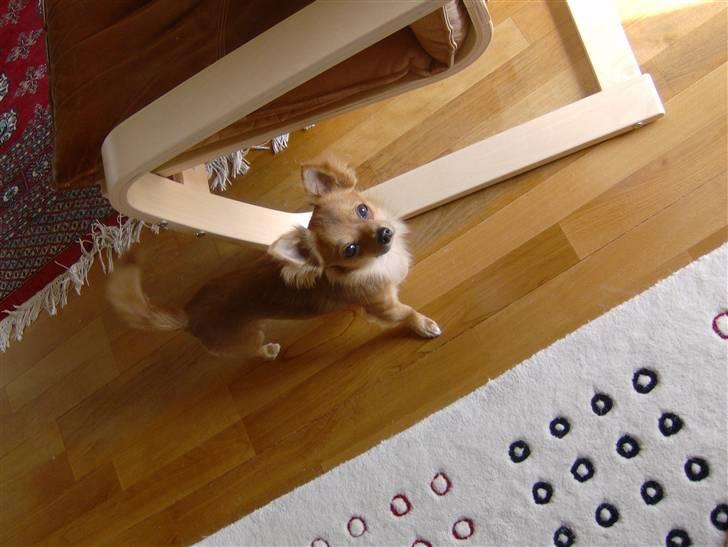 Chihuahua Samson billede 14