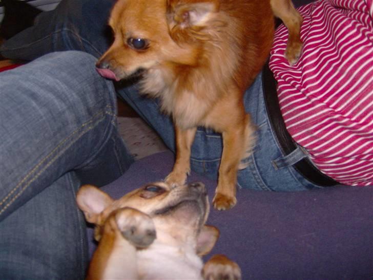 Chihuahua Samson billede 15