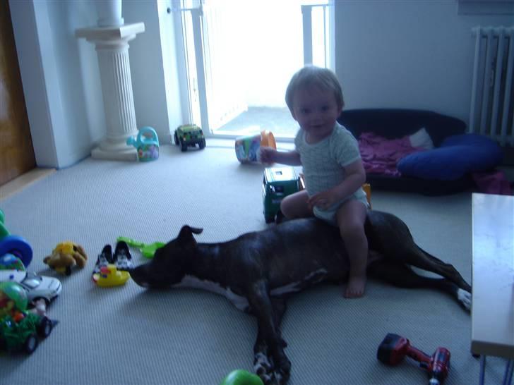 Amerikansk staffordshire terrier Diva billede 20