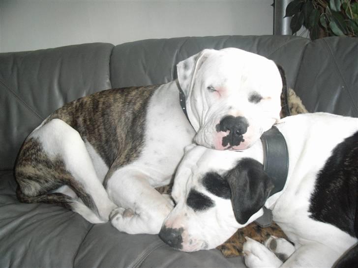 Amerikansk bulldog sheila - Aften hygge i divaneseren billede 14