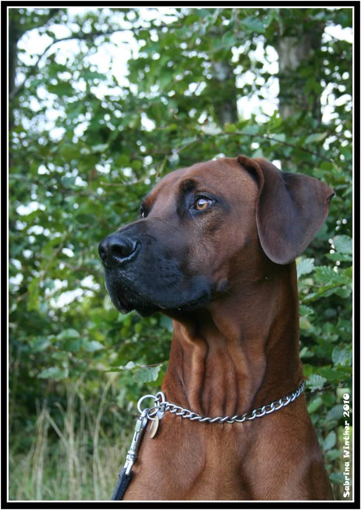 Rhodesian ridgeback - (Bhara-Bhara@Wolle Kirk) Sjumba - Jeg er bare for lækker!!! ;) billede 1