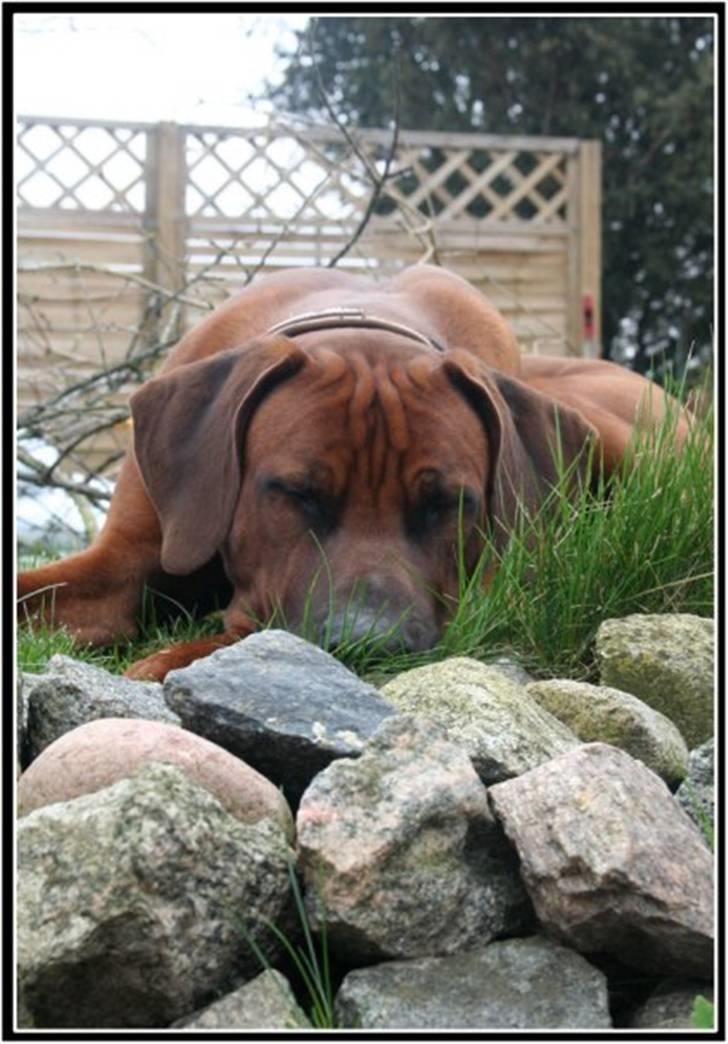 Rhodesian ridgeback - (Bhara-Bhara@Wolle Kirk) Sjumba - Have arbejde er hårdt billede 2