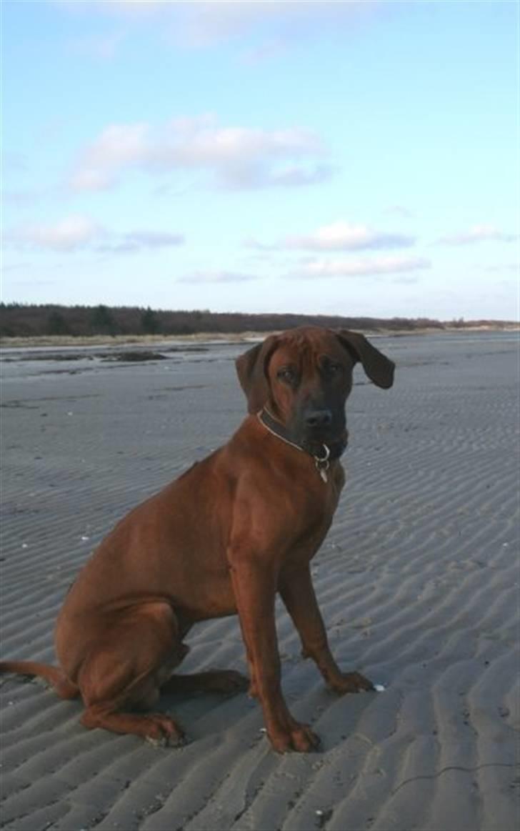 Rhodesian ridgeback - (Bhara-Bhara@Wolle Kirk) Sjumba - Det er så hyggelig at være på stranden billede 5