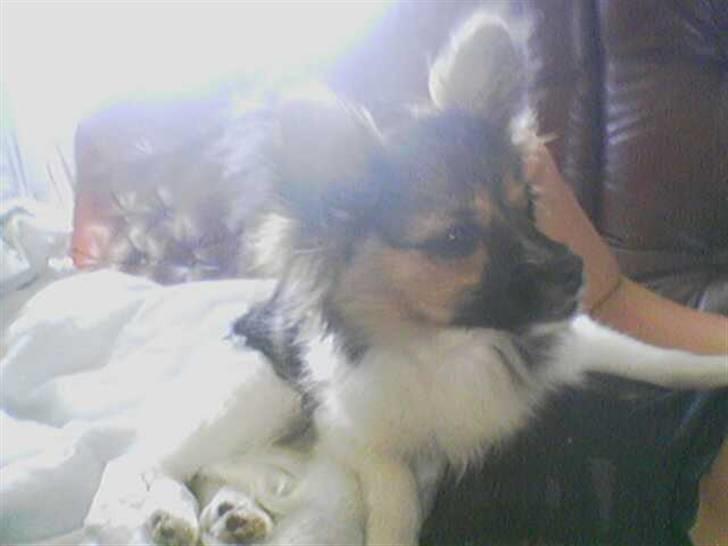 Papillon oliver billede 15