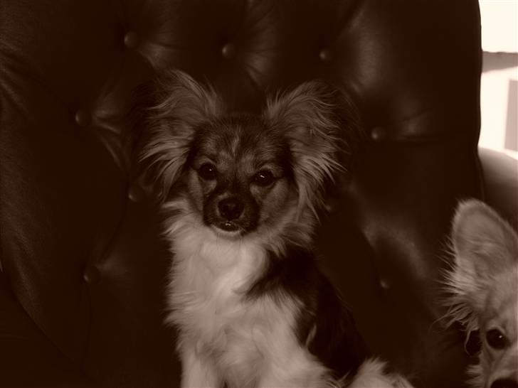 Papillon oliver billede 16