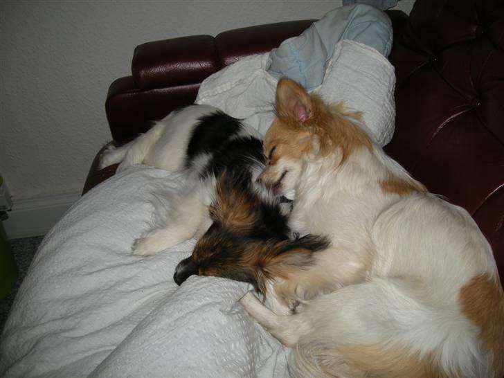 Papillon tøsen billede 20