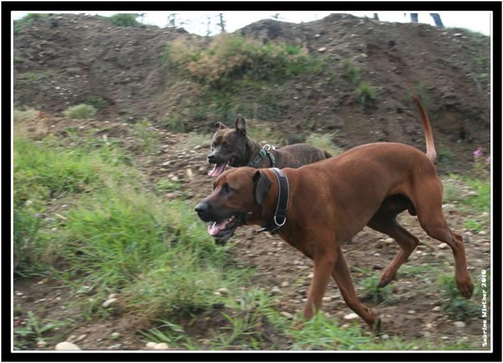 Rhodesian ridgeback - (Bhara-Bhara@Wolle Kirk) Sjumba - Løbetræning i klitterne sammen med Mille billede 7