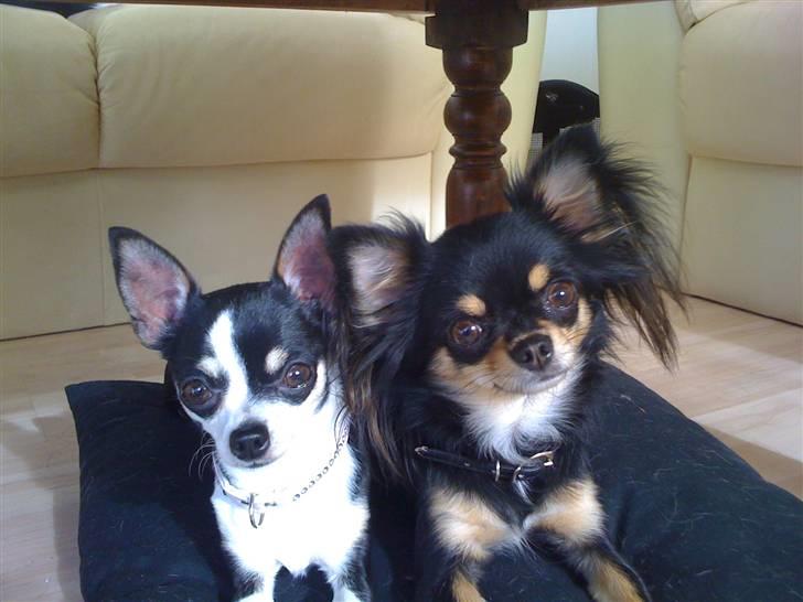 Chihuahua Coco Chanel billede 1