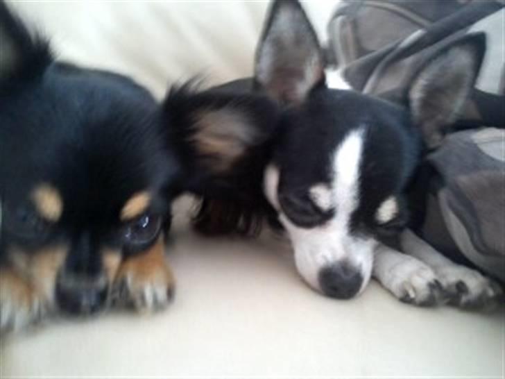 Chihuahua Coco Chanel billede 2