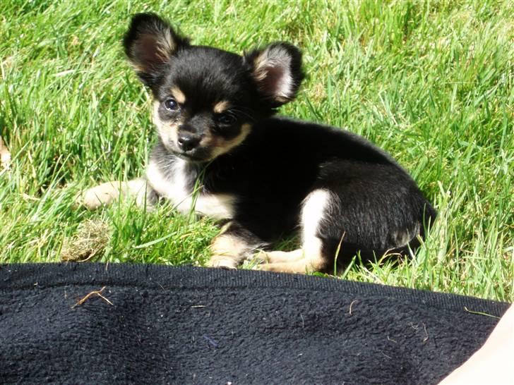 Chihuahua Coco Chanel billede 3