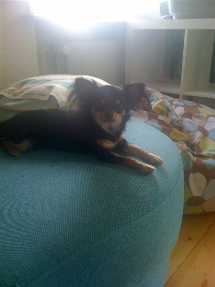 Chihuahua Coco Chanel billede 4
