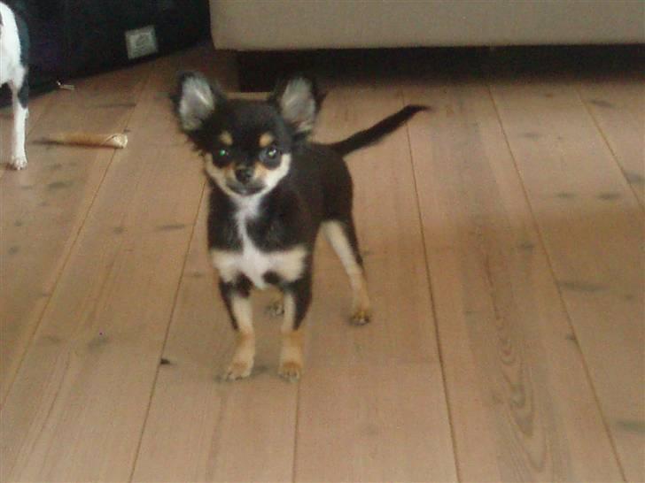 Chihuahua Coco Chanel billede 5