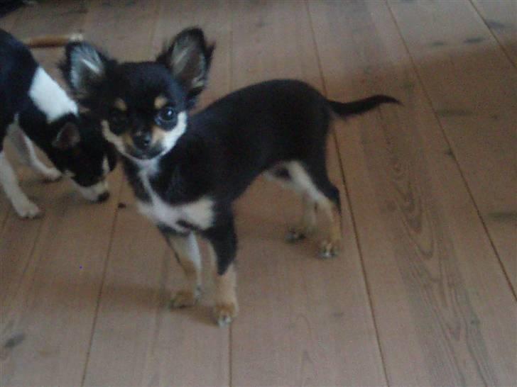 Chihuahua Coco Chanel billede 6