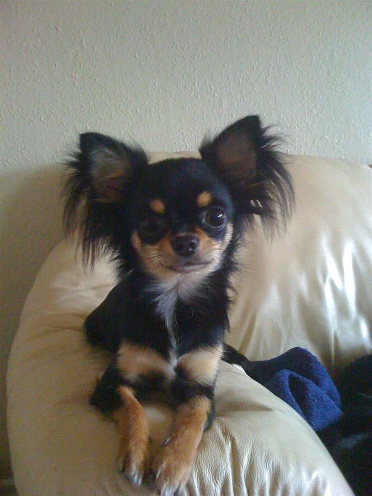 Chihuahua Coco Chanel billede 7